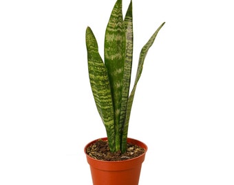 Sansevieria Snake Plant 'Zeylanica' Houseplant