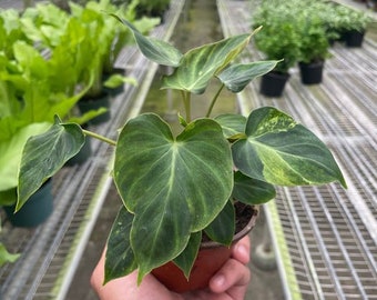 Philodendron 'Verrucosum' Houseplant