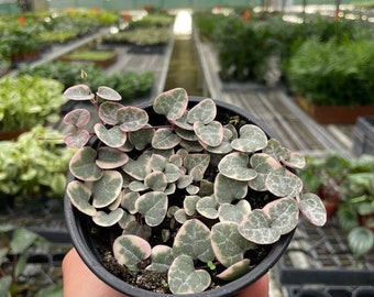 String of Hearts Variegated Succulent Plant