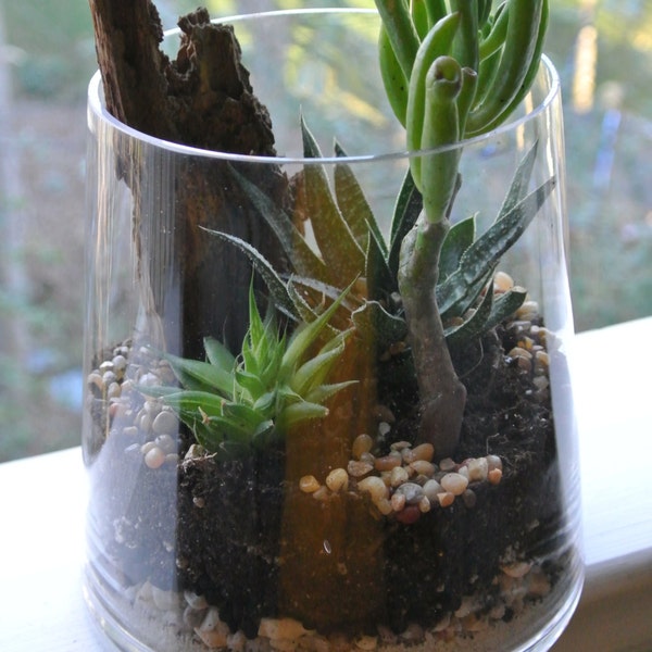 Wooded Greens Terrarium - Succulent Terrarium, Home and Living, Gift, Plants, Living Home Decor, Living, Gifts