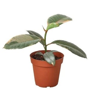 May include: A small potted plant with variegated green and white leaves. The plant is in a brown plastic pot.