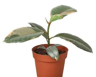 Ficus Elastica 'Ruby Pink' Houseplant