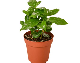 Arabica Coffee Houseplant