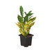 see more listings in the Tropical Plants section