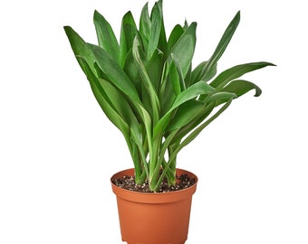 Cordyline Glauca Houseplant