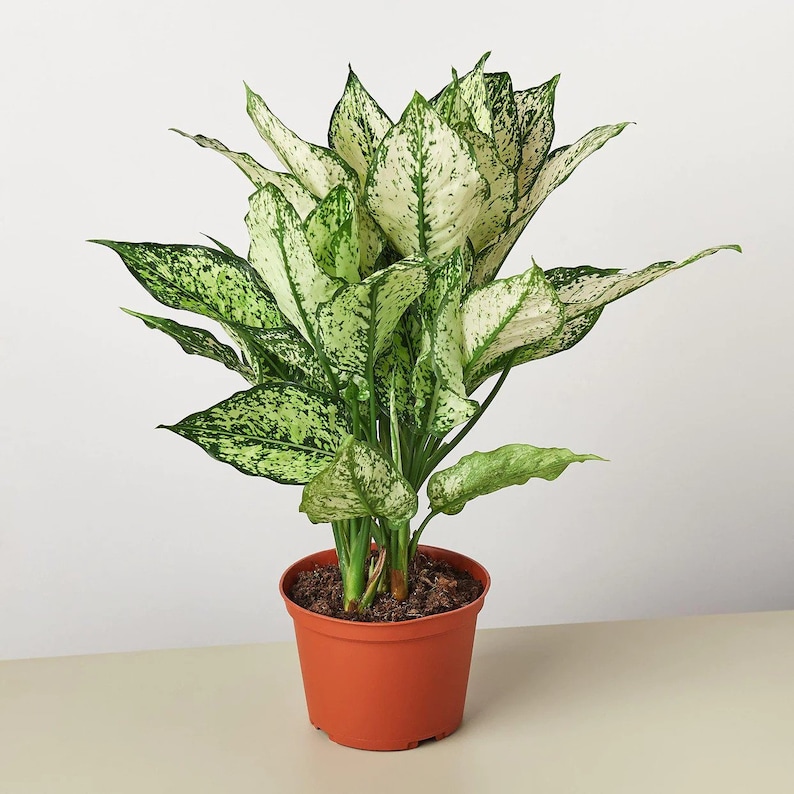 The Zen Succulent Aglaonema First Diamond Houseplant