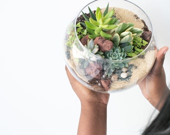 Grand Green Succulent Terrarium Kit - 8 Inch Globe Terrarium