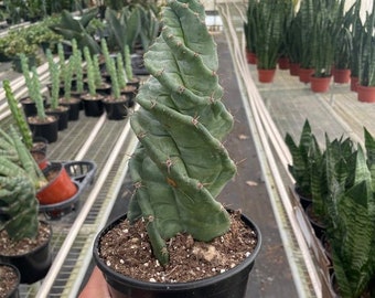 Spiral 'Fibonacci' Cactus Houseplant - 6 Inch Pot Size