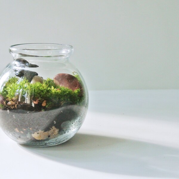 Meadows & Stone  Moss Terrarium  - Moss , Living Home Decor , Plant, Gift  , Pebbles, River Rocks, Green, Wood, Glass Vase
