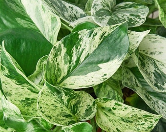 Pothos  'Marble Queen'  Houseplant