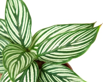 Calathea 'Vittata' Houseplant