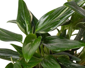 Philodendron 'Standeleyana Albo Variegated' Houseplant