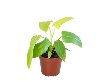 Philodendron 'Gold Violin' Houseplant