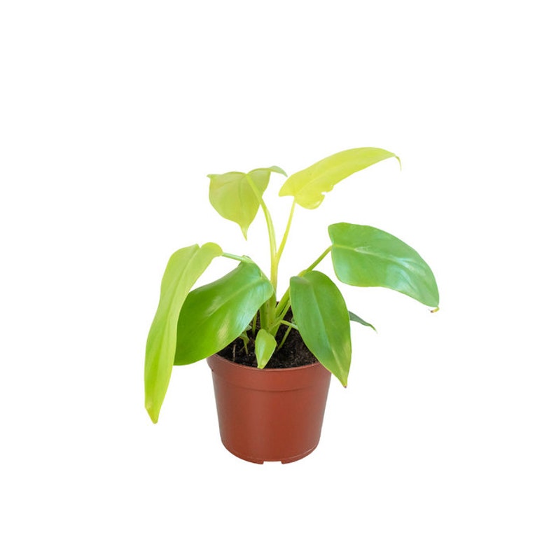 The Zen Succulent Philodendron Violin Houseplant - Thumbnail 5
