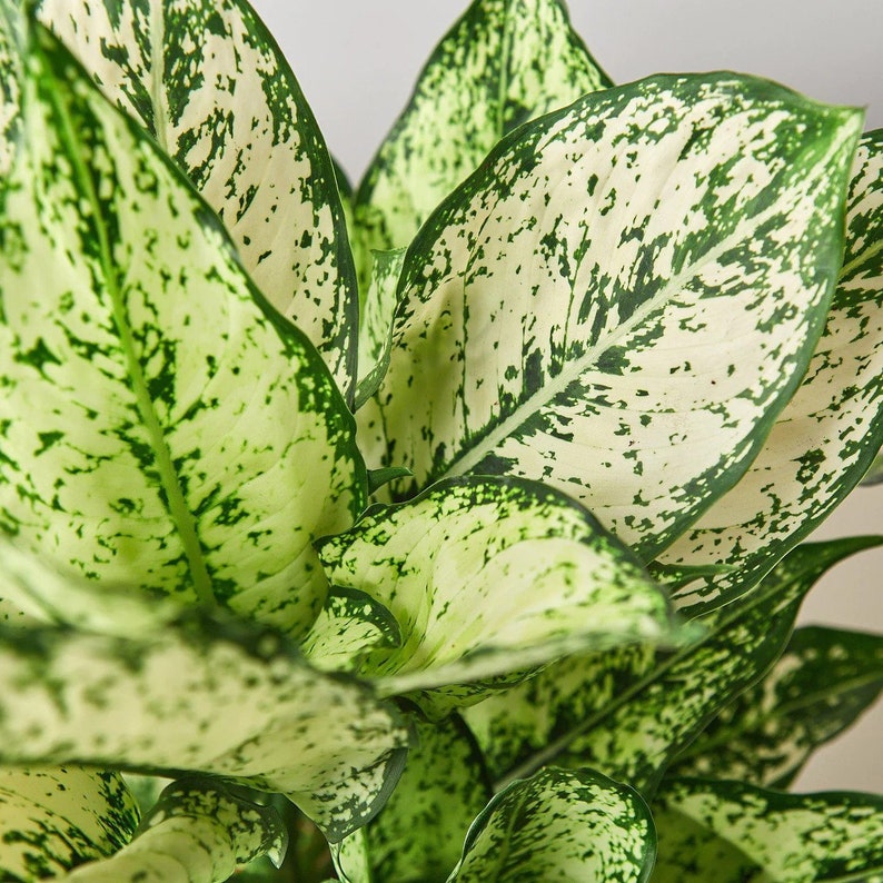 The Zen Succulent Aglaonema First Diamond Houseplant - Thumbnail 2