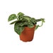 see more listings in the Tropical Plants section