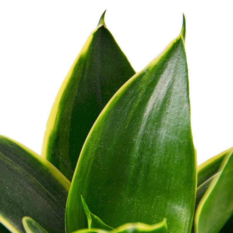 Sansevieria Snake Plant ' Emerald Star' Houseplant image 2