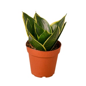 Sansevieria Snake Plant ' Emerald Star' Houseplant image 1