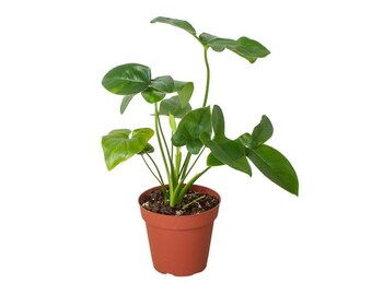 Philodendron 'Goeldii' Houseplant