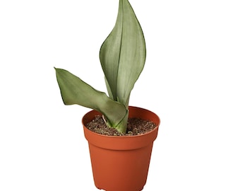 Sansevieria Snake Plant 'Moonshine' Houseplant