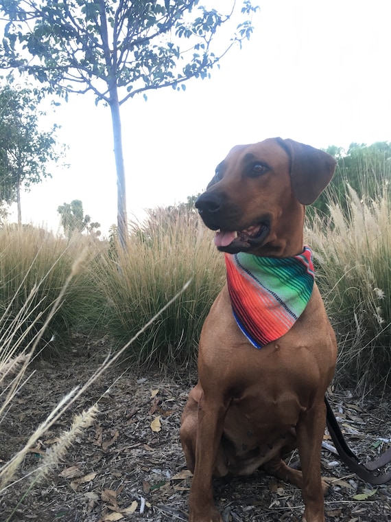 Dog Gift Serape Stripe Dog Bandana Personalized Personalized Dog Bandana Monogram Dog Bandana Bandana with Dog Name Mexican Blanket