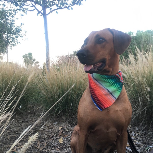 Authentic serape dog (or cat!) bandana