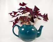 15X Shamrock pip 39 s Lucky Charm plant Oxalis Purple Pips