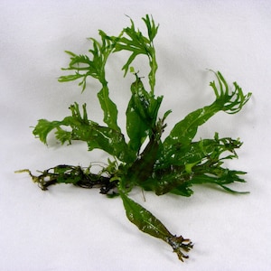 May include: A close-up of a green seaweed with a feathery texture. The seaweed is arranged in a fan-like shape.
