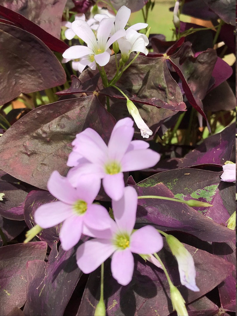 myZealPlace Shamrock Bulbs - Thumbnail 3