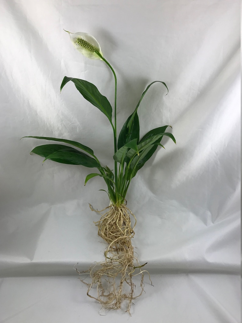 myZealPlace Peace Lily Plant - Thumbnail 4
