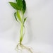 see more listings in the Live Aquarium Plants section