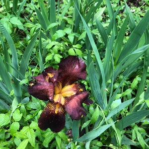 Bearded Iris bulb Burgundy and yellow spring flowers