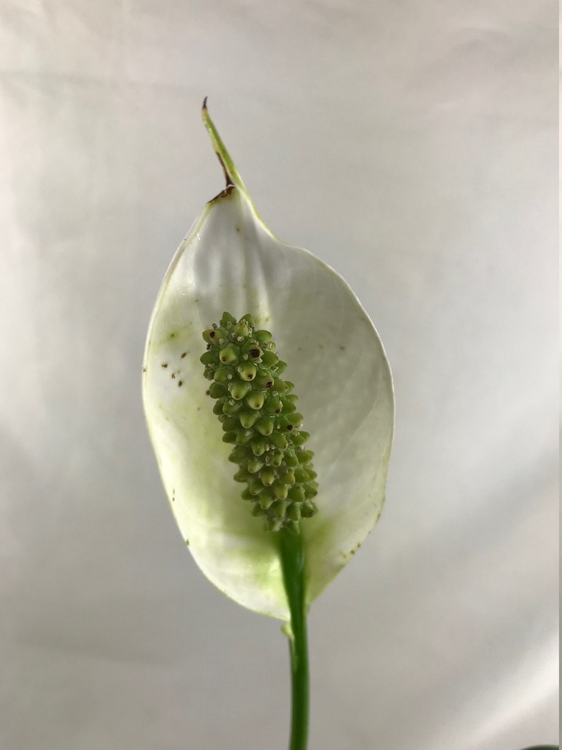 myZealPlace Peace Lily Plant