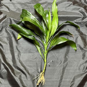 Dracaena Fragrans Cutting - Etsy