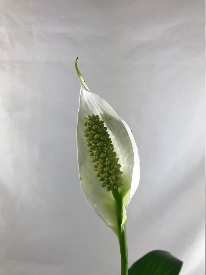 myZealPlace Peace Lily Plant - Thumbnail 2