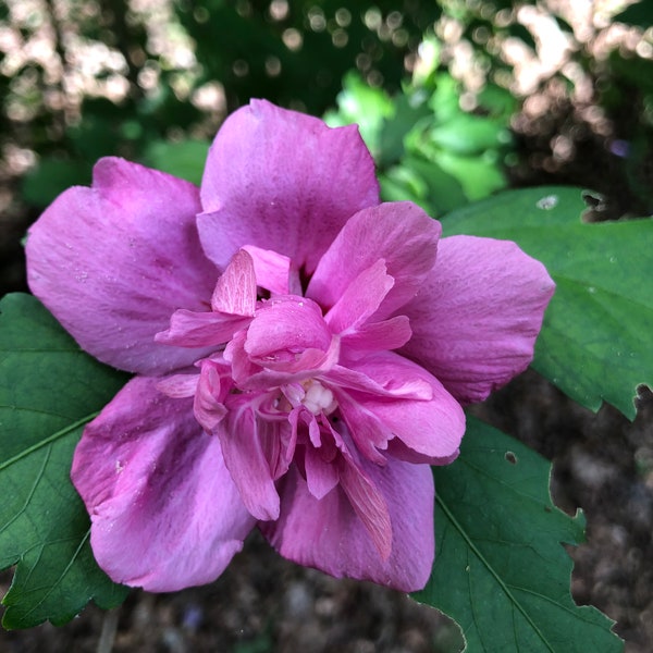 Magenta Chiffon Rose of Sharon Hibiscus Live Plant with Roots.(Buy 1 get 1 free + a Gift Limit of 3)