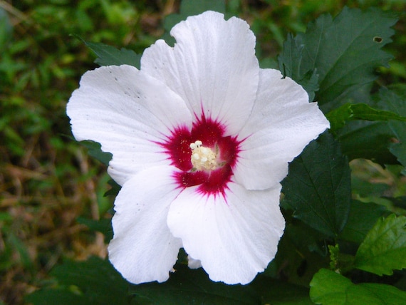 Rose of Sharon White Flower With Red Center Hibiscus Live Plant