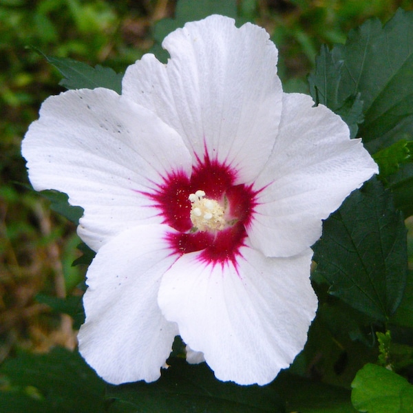 Rose Of Sharon White Flower with Red center Hibiscus Live Plant with Roots(Buy 1 get 1 Small plant free)