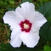 see more listings in the live plants section