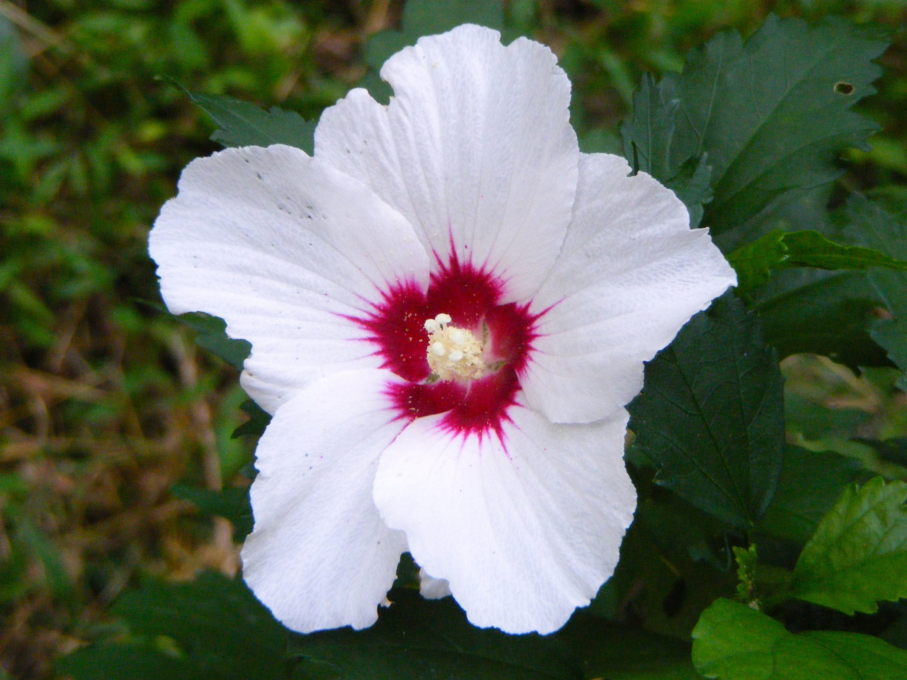 Rose of Sharon White Flower With Red Center Hibiscus Live - Etsy