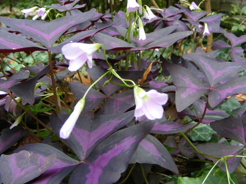 myZealPlace Shamrock Bulbs - Thumbnail 2