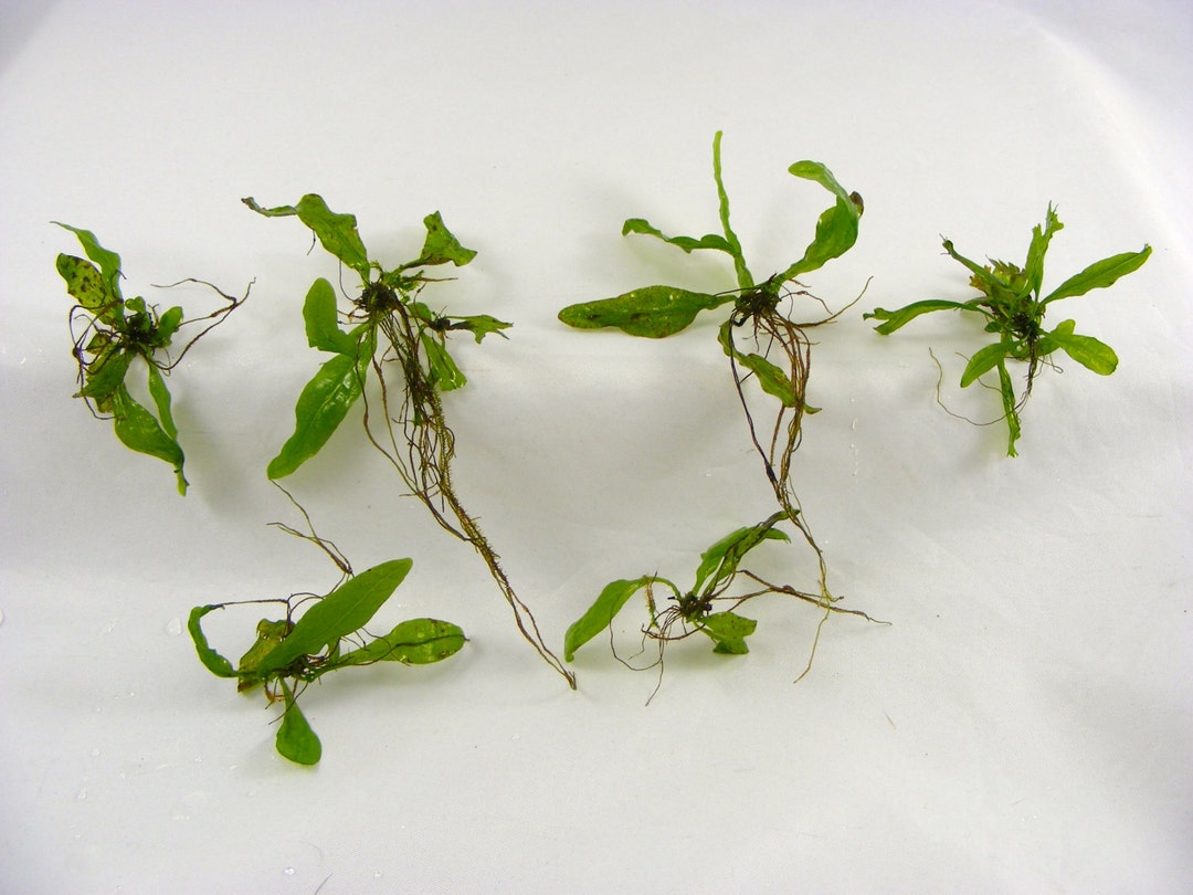 Lot of 6 Java Fern, Lace Microsorium Pteropus V. Windelov Live Aquarium ...