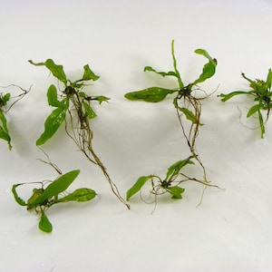 Lot of 6 Java Fern, Lace Microsorium pteropus v. Windelov Live Aquarium Plant