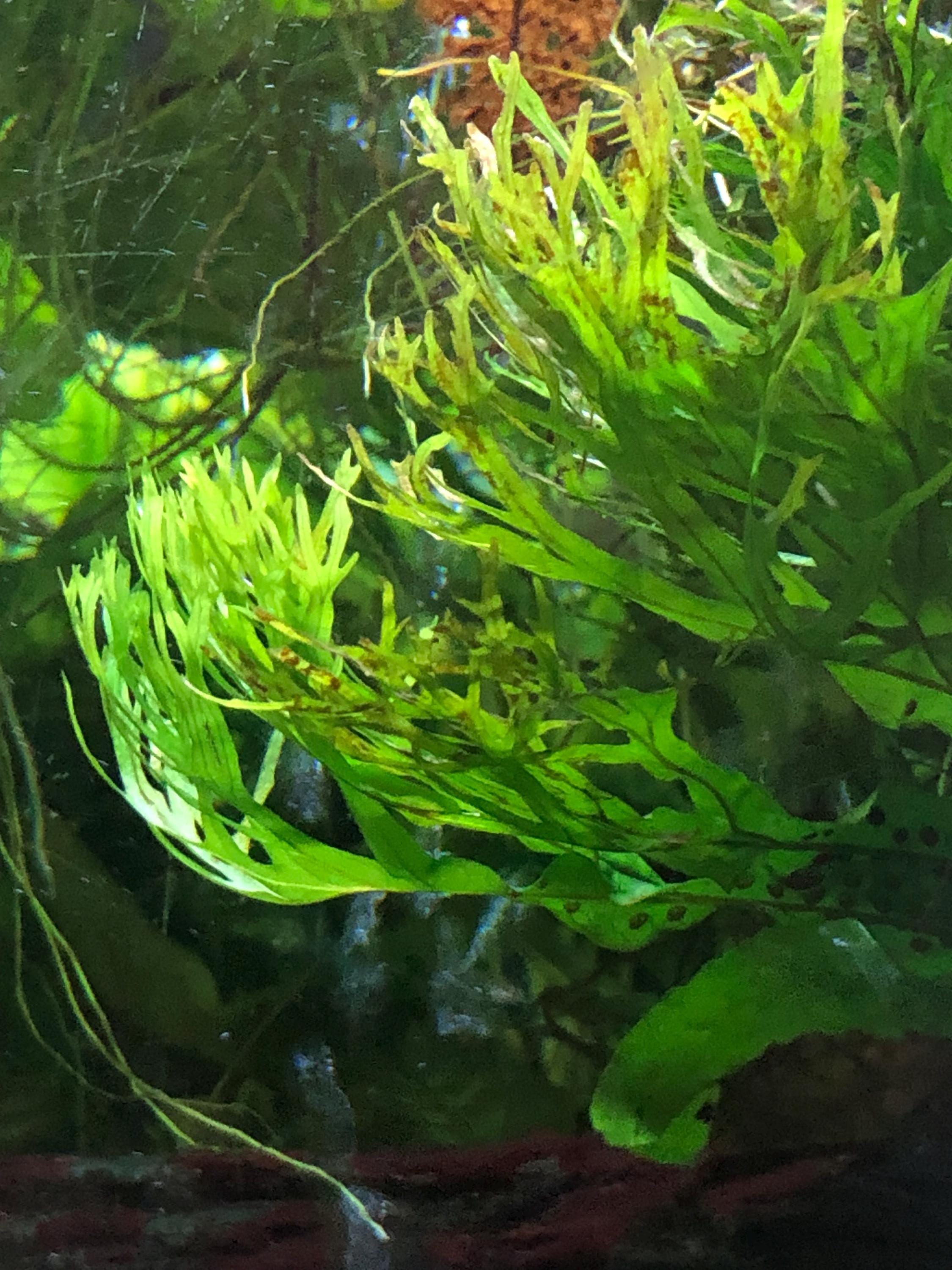 Lot of 6 Java Fern, Lace Microsorium Pteropus V. Windelov Live Aquarium ...