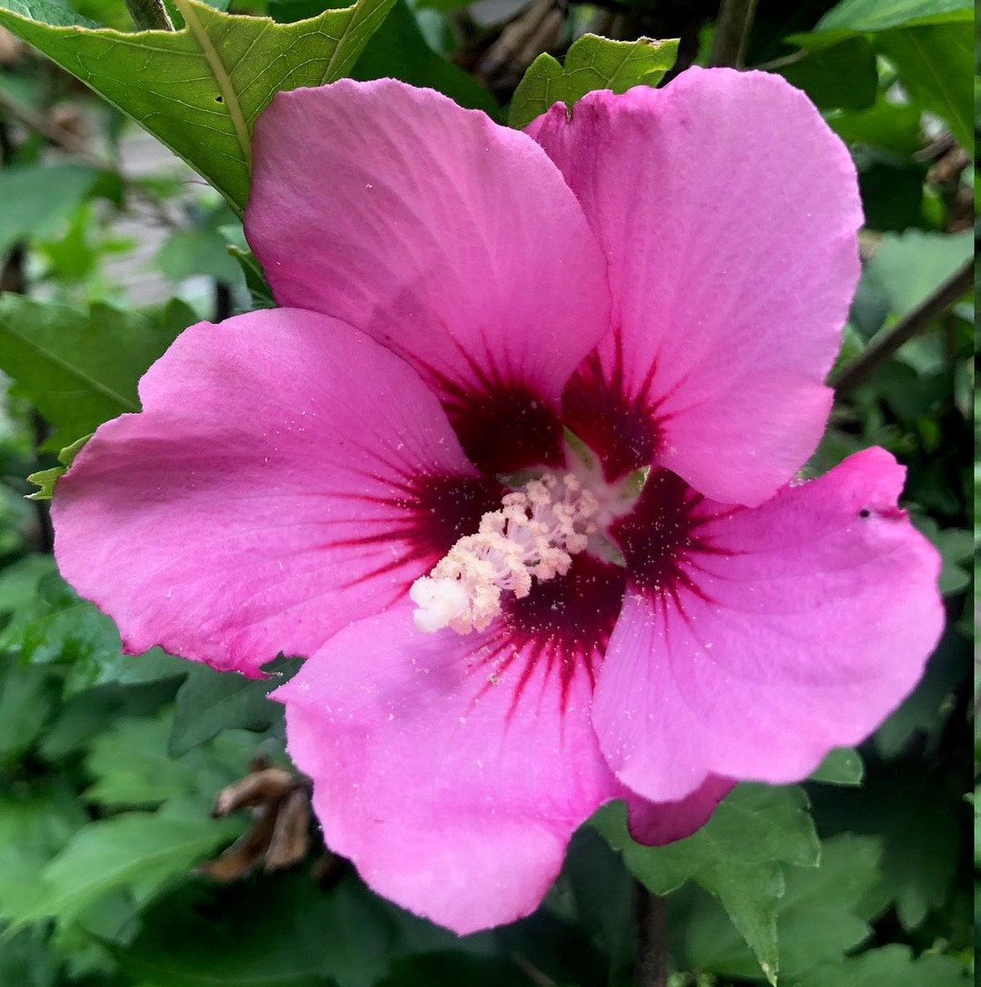 Rose of Sharon Plant, Pinkish Purple Hibiscus, Live Plant With Roots - Etsy