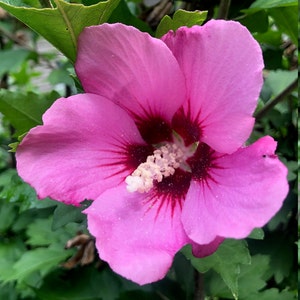 Rose Of Sharon Pinkish Purple Flower with Bright Red center Hibiscus Live Plant with Roots.