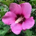 see more listings in the live plants section