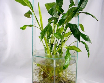 Live Peace Lily - Live Aquarium Plant, Terrarium Plant,water Vase or Dirt  Plant,pond Plants, Shrimp and Fry Hideout, Betta Plant, Houseplant - Etsy