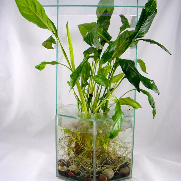 Peace Lily Large Plant Approximately 12" to 24 Inch Tall with Roots for Aquarium or Terrarium use