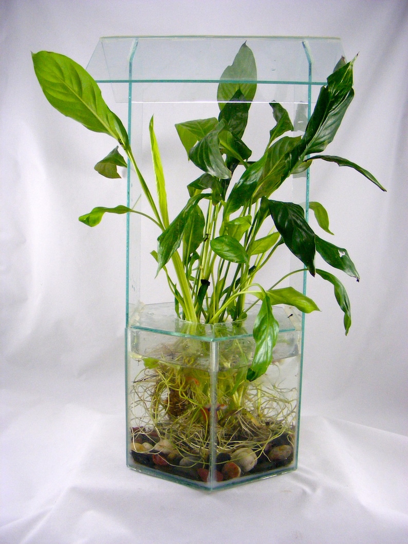 myZealPlace Peace Lily Plant - Thumbnail 5